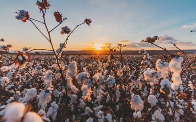 ¿Qué es el algodón orgánico y por qué te interesan las prendas fabricadas con él?